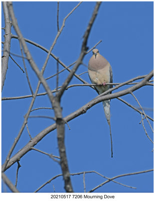 20210517 7206 Mourning Dove.jpg