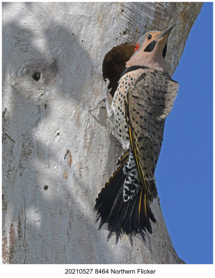 20210527 8464 Northern Flicker.jpg