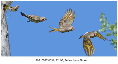 20210527 8591, 92, 93, 94 Northern Flicker.jpg