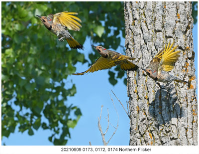 20210609 0173, 0172, 0174 Northern Flicker.jpg