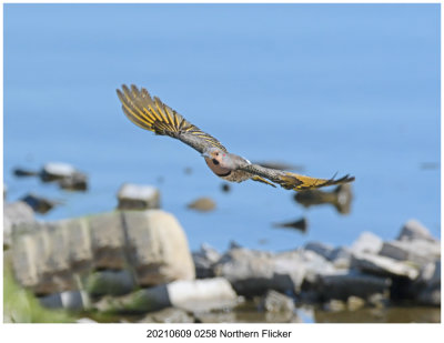 20210609 0258 SERIES -  Northern Flicker.jpg