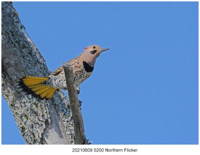 20210609 0200 Northern Flicker.jpg