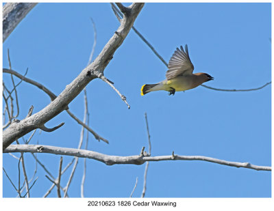 20210623 1826 Cedar Waxwing2.jpg