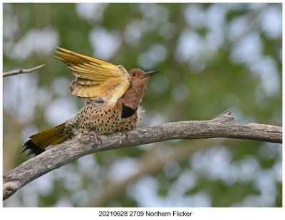 20210628 2709 Northern Flicker.jpg