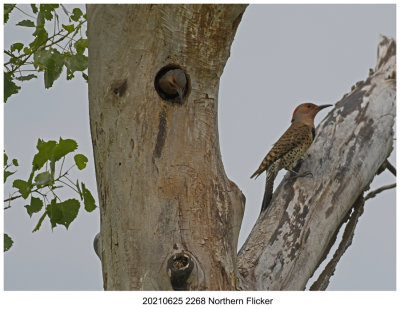 20210625 2268 SERIES - Northern Flicker.jpg