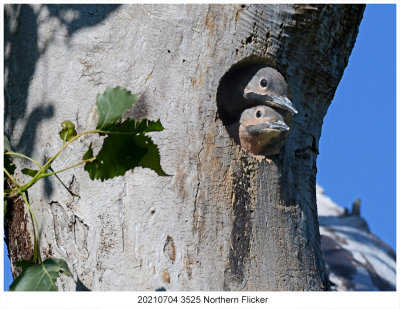 20210704 3525- SERIES - Northern Flicker.jpg