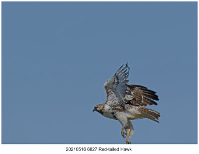 20210516 6827 Red-tailed Hawk.jpg