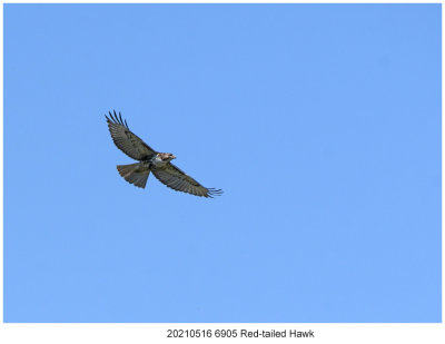 20210516 6905 Red-tailed Hawk.jpg