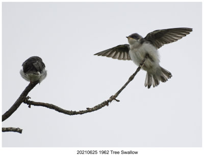 20210625 1962 Tree Swallow.jpg