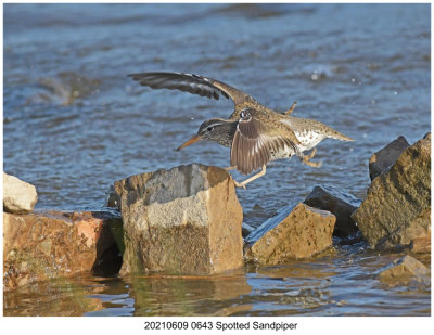 20210609 0643 Spotted Sandpiper.jpg