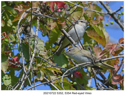 20210722 5352, 5354 Red-eyed Vireo r1.jpg