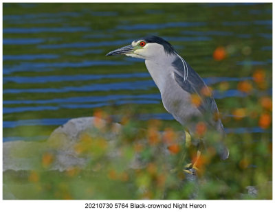 20210730 5764 Black-crowned Night Heron.jpg