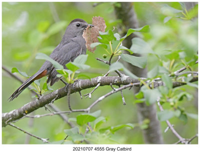 20210707 4555 Gray Catbird.jpg