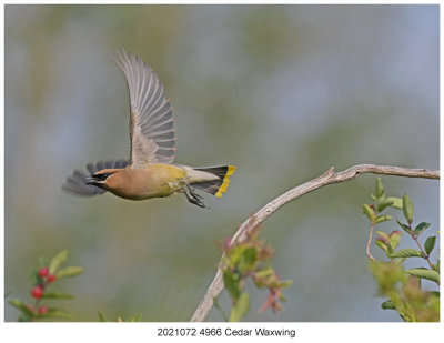 20210722 4966 Cedar Waxwing.jpg