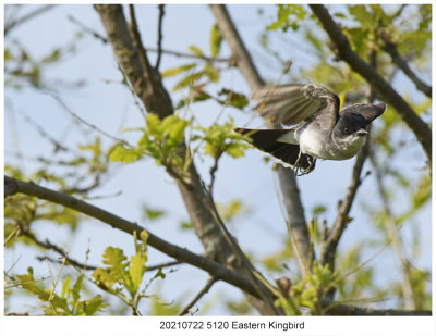 20210722 5120 Eastern Kingbird.jpg