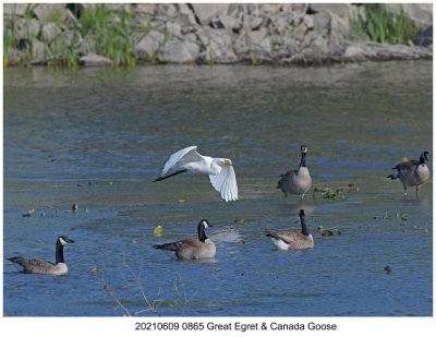 20210609 0865 Great Egret & Canada Goose.jpg