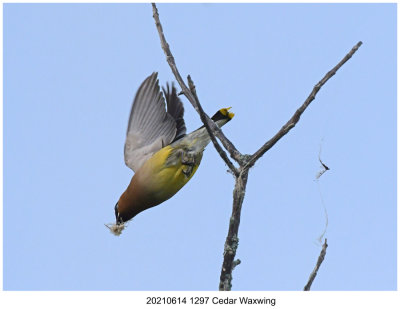 20210614 1297 Cedar Waxwing.jpg