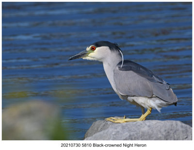 20210730 5810 Black-crowned Night Heron.jpg