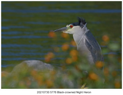 20210730 5776 Black-crowned Night Heron.jpg