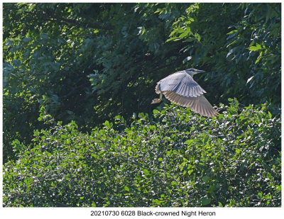 20210730 6028 Black-crowned Night Heron.jpg