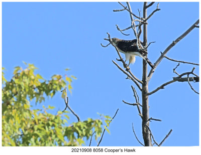 20210908 8058 SERIES - Coopers Hawk.jpg