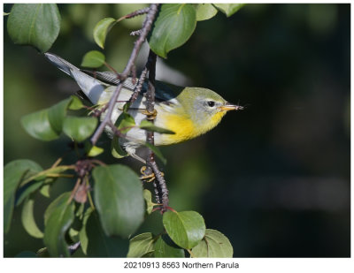 20210913 8563 Northern Parula.jpg