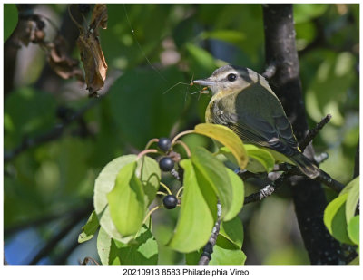 20210913 8583 Philadelphia Vireo.jpg