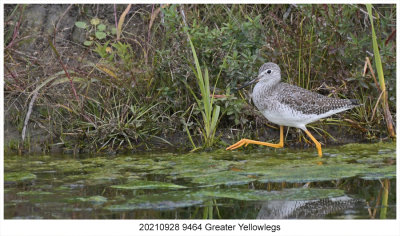 20210928 9464 Greater Yellowlegs.jpg