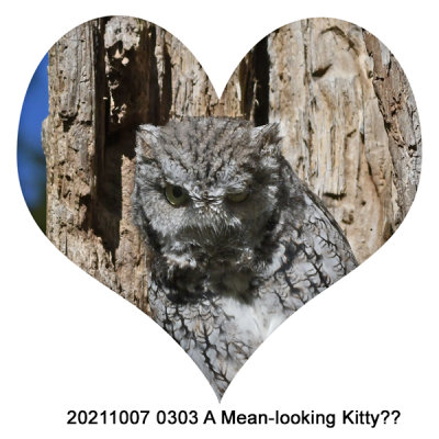 20211007 0303 SERIES -  A Mean-looking Kitty.jpg