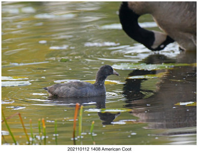 202110112 1408 American Coot r1.jpg