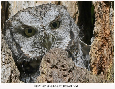 20211007 0505 Eastern Screech Owl c1.jpg