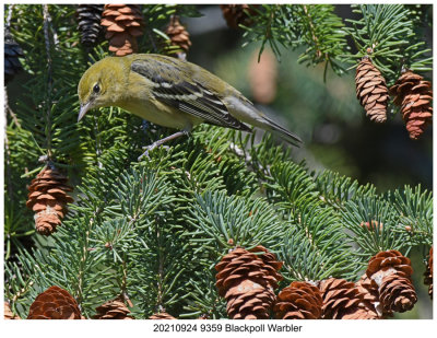 20210924 9359 Blackpoll Warbler.jpg