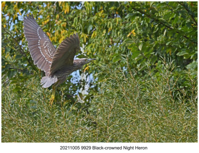 20211005 9929 SERIES -  Black-crowned Night Heron.jpg