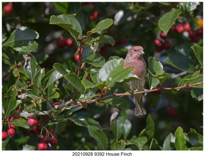 20210928 9392 House Finch.jpg