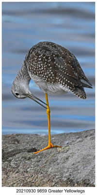 20210930 9859 Greater Yellowlegs.jpg