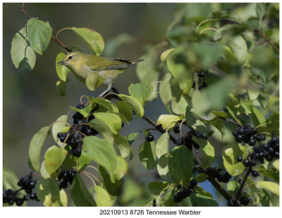 20210913 8726 Tennessee Warbler xxx.jpg