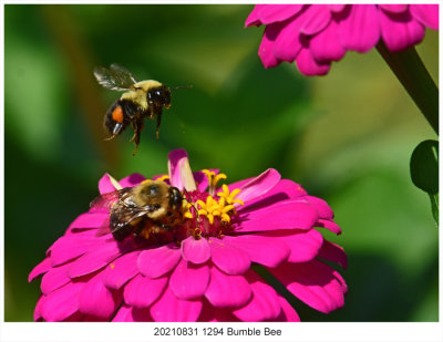 20210831 1294 Bumble Bee.jpg