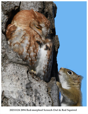 20211124 2894 Red-morphed Screech Owl & Red Squirrel.jpg