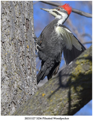 20211127 3236 Pileated Woodpecker.jpg