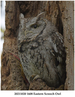 20211020 1608 Eastern Screech Owl.jpg