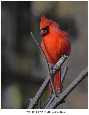20211211 1852 Northern Cardinal.jpg
