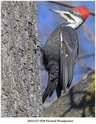 20211127 3238 Pileated Woodpecker.jpg