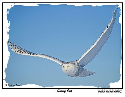 1229 Snowy Owl rawc.jpg