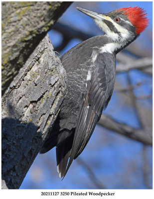 20211127 3250 Pileated Woodpecker.jpg
