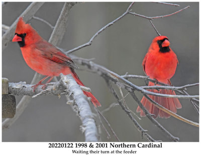 20220122 1998 & 2001 Northern Cardinal.jpg