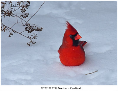 20220122 2236 Northern Cardinal.jpg