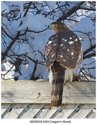 20220218 3424 Coopers Hawk.jpg