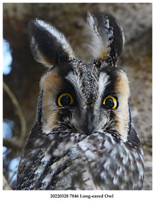 20220328 7846 Long-eared Owl r1.jpg