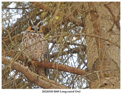 20220330 8049 Long-eared Owl.jpg