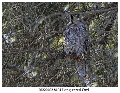 20220402 8104 Long-eared Owl.jpg
